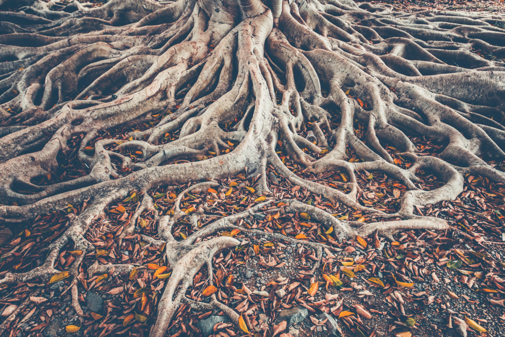Roots Of Bitterness Multicolored Grace Roots of bitterness multicolored grace